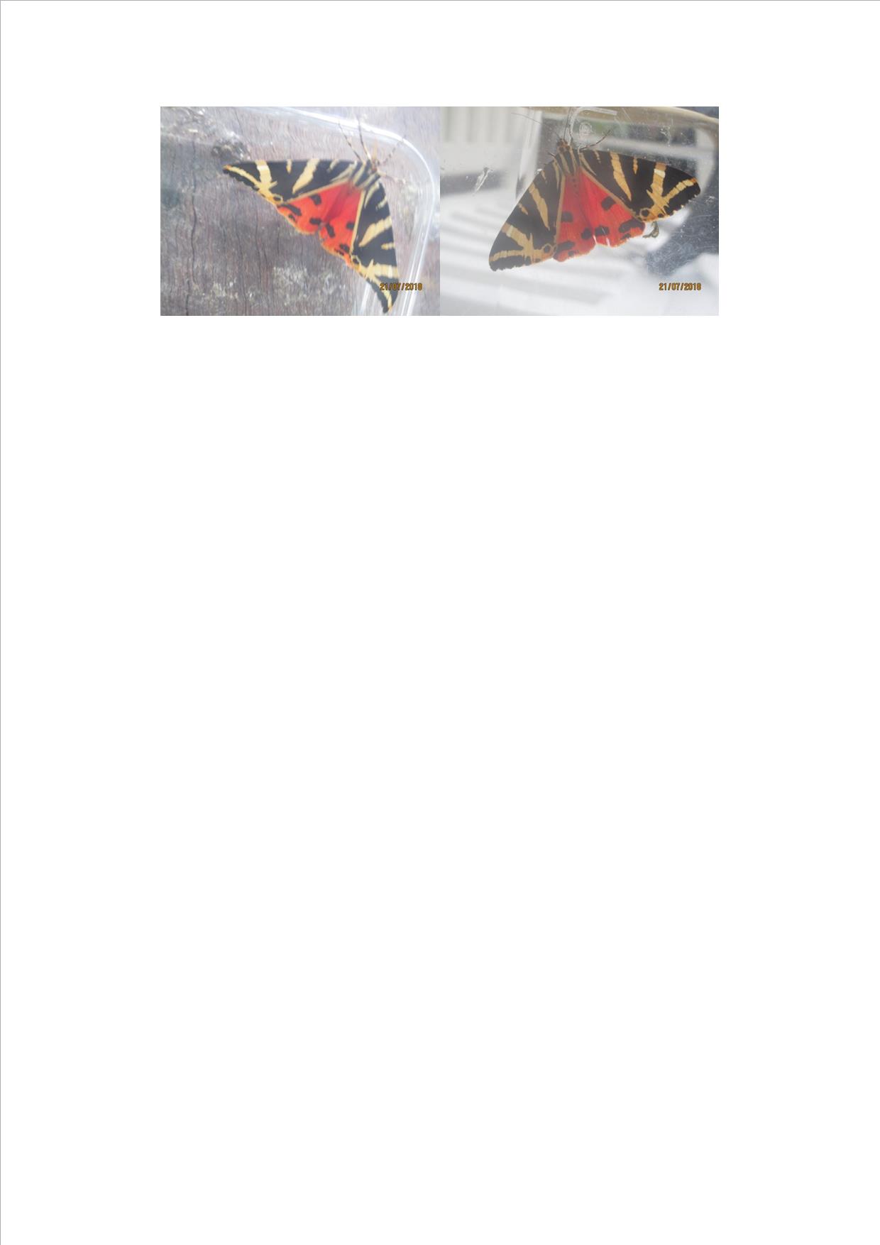 Welke vlinder is dit ?